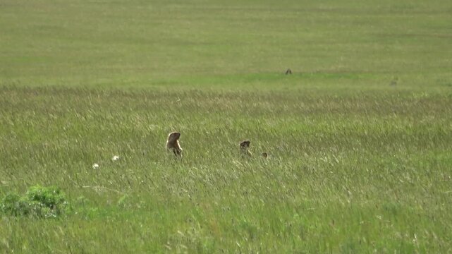 Tarbagan or Mongolian marmot running on green grass
