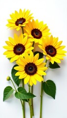 Obraz premium Seven sunflowers fanned out, showcasing individual blooms, on white , blossoms, cheerful
