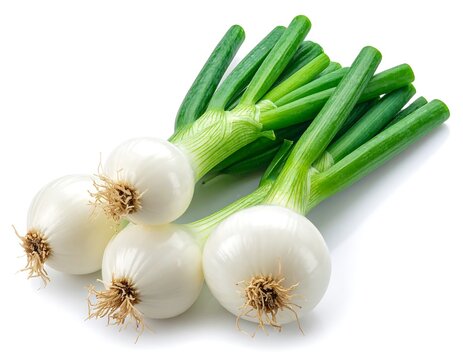 Close-up of four spring onions, white bulb and green stalks with roots, on a white background, demonstrating freshness