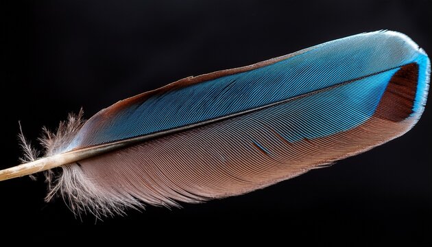 Plumes De Geai Isolees Sur Fond Noir