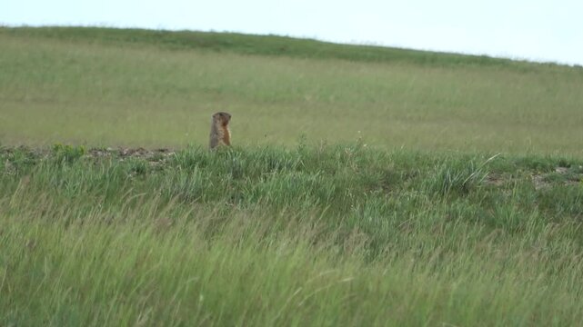 Tarbagan or Mongolian marmot running on green grass