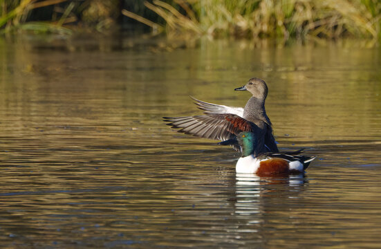 A gadwall spreads its wings, a northern shoveler in the foreground, northern shovelers on the pond, a male gadwall taking flight, idyllic nature with waterfowl, Mareca strepera, Spatula clypeata