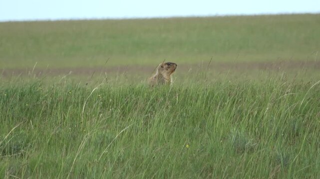 Tarbagan or Mongolian marmot running on green grass