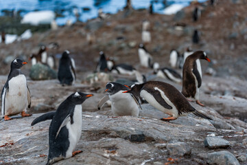 Fototapeta premium Gentoo Penguins and thier chicks at Mikkelsen D’Hainaut Island,