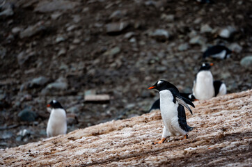 Fototapeta premium Gentoo Penguins and thier chicks at Mikkelsen D’Hainaut Island,