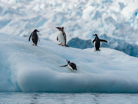 Zodiac Cruise aorund Cierva Cove with lots of penguins and seals, Antartica