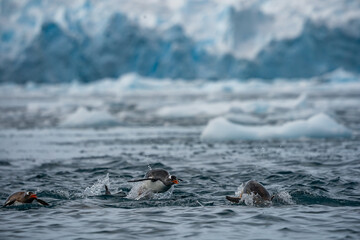 Obraz premium Zodiac Cruise aorund Cierva Cove with lots of penguins and seals, Antartica