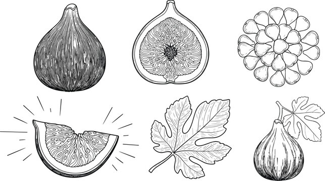 Black-and-white fig fruit, leaf, seeds, and slice illustration, detailed botanical vector artwork for food, nutrition, and educational themes