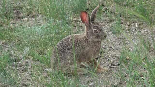 Tolai hare is sitting among the green grass