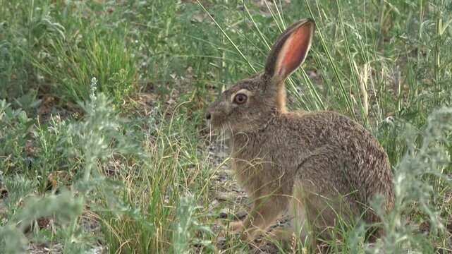Tolai hare is sitting among the green grass