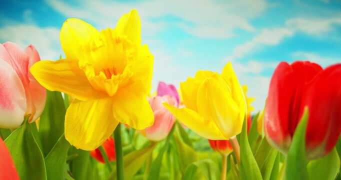 Smooth forward camera movement through blooming tulips and daffodils in a colorful spring garden. Vibrant flowers in soft natural light create a fresh, immersive seasonal scene full of life and renewa