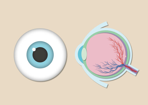 Eye anatomy, illustration