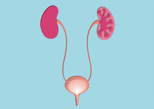 Urinary system, conceptual illustration