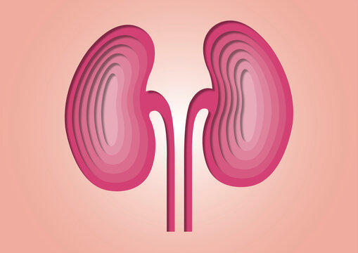 Kidneys and ureters, conceptual illustration