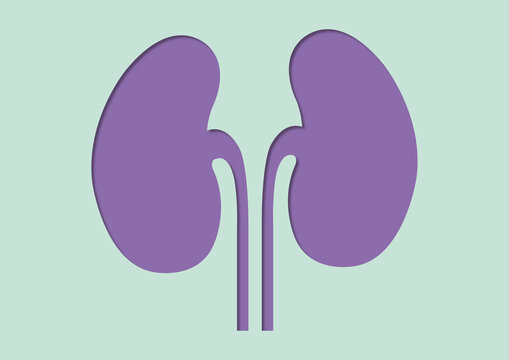 Kidneys and ureters, conceptual illustration