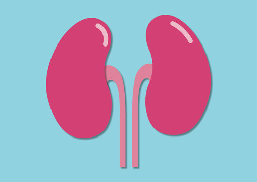 Kidneys and ureters, conceptual illustration