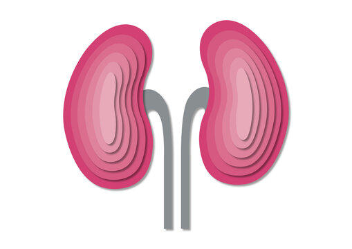 Kidneys and ureters, conceptual illustration