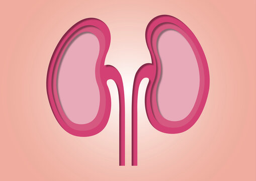 Kidneys and ureters, conceptual illustration