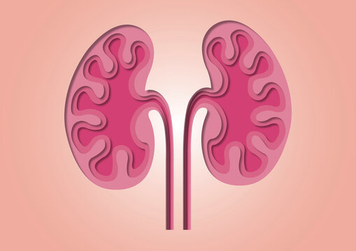 Kidneys and ureters, conceptual illustration