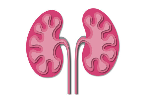Kidneys and ureters, conceptual illustration