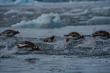 Obraz premium highlights from an antarctic cruise 