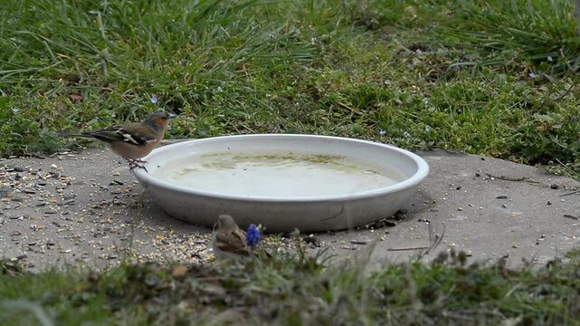 oiseau autour de l'abreuvoir
