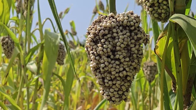 When harvest time arrives, the heavy, pearl-white clusters of soegum(jowar) are gathered, securing sustenance for many. Each seed, a promise fulfilled, ready for its purpose.