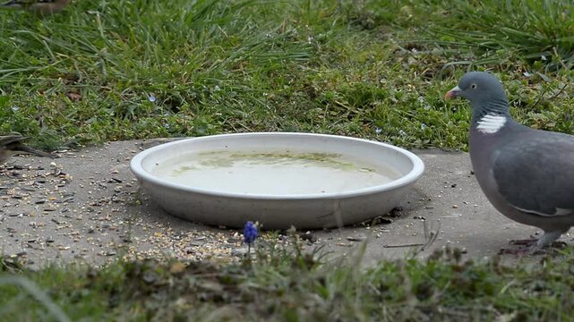oiseau autour de l'abreuvoir