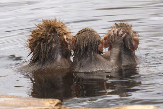 View of three snow monkeys submerged in warm water, their fur slicked back, seeking solace from the winter chill, Yamanochi, Nagano, Japan.