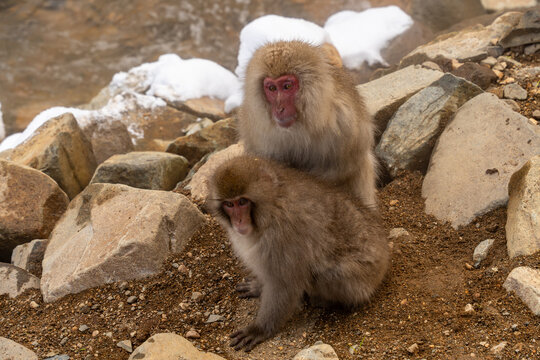 View of snow monkeys nestled amongst the rocky terrain, their reddish faces contrasting with their furry coats, in a serene winter landscape, Yamanochi, Nagano, Japan.