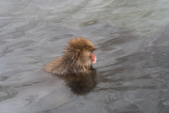 View of a Japanese macaque, its fur wet and face flushed, enjoys the steaming hot spring waters amidst swirling ripples, Yamanochi, Nagano, Japan.