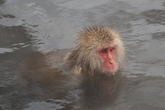 View of a snow monkey luxuriating in the steamy, mineral-rich waters of an outdoor onsen, its fur glistening against the cool air, Yamanochi, Nagano, Japan.