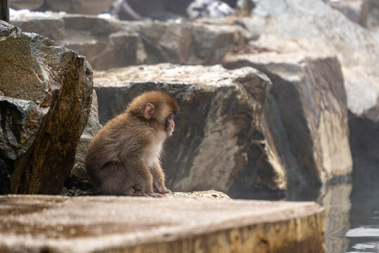 View of a small, contemplative snow monkey with reddish face sits on the edge of a steaming onsen, surrounded by rugged, snow-dusted rocks, Yamanochi, Japan.