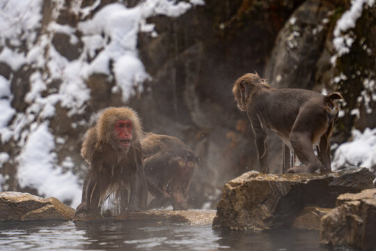 View of Japanese macaques with red faces and thick fur sit on rocks in steaming hot springs against a backdrop of snow, Yamanochi, Nagano, Japan.