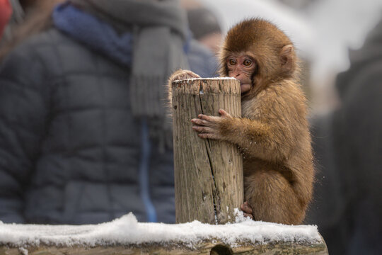 View of a Japanese macaque clinging to a wooden post, its fur a warm contrast to the surrounding snow and blurred figures, Yamanochi, Nagano, Japan.