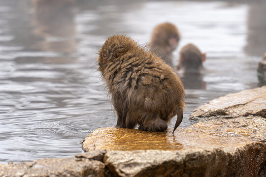 View of a Japanese macaque sitting on a warm, wet rock with others bathing in a steamy onsen, Yamanochi, Nagano, Japan.