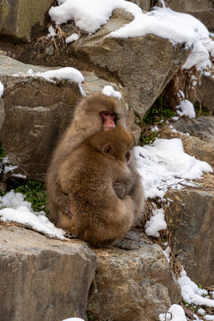View of a tender moment as a snow monkey mother embraces her baby on the snow-dusted rocks, a symbol of warmth amidst the winter chill, Yamanochi, Nagano, Japan.