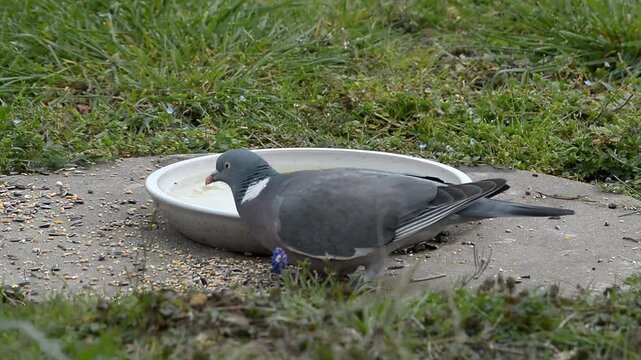 pigeon autour de l'abreuvoir