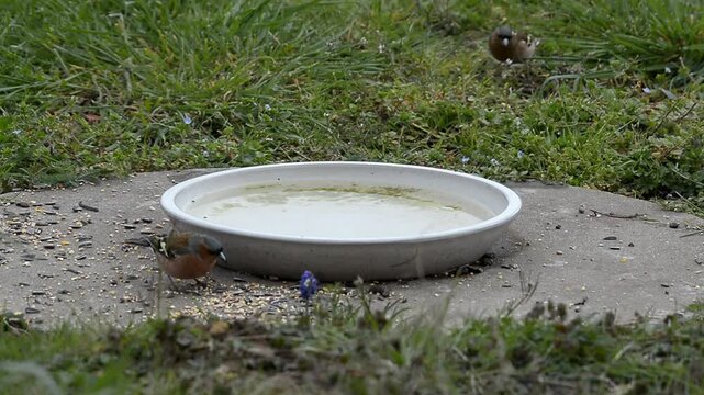 oiseau autour de l'abreuvoir