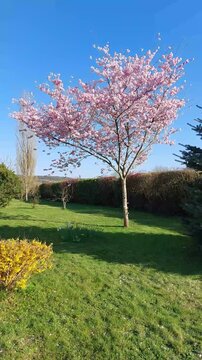 Cerisier japonais en fleurs