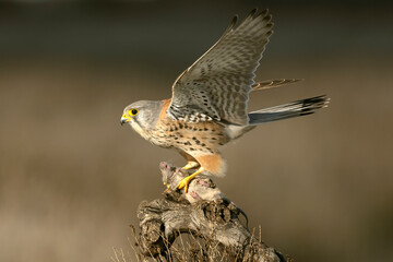 Fototapeta premium Male Common Kestrel with a freshly caught field mouse on one of its favorite perches within its territory in the last light of evening