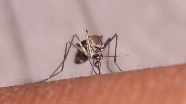 Mosquito biting human skin in macro close up, insect feeding on blood showing disease risk, detailed parasite behavior and health hazard concept, dengue malaria transmission hygiene awareness India