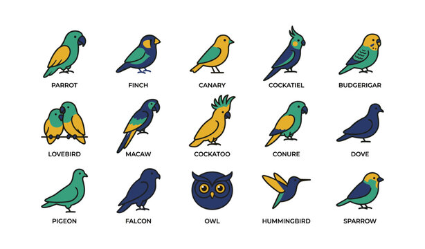 Collection of colorful bird illustrations: parrot, finch, canary, owl, hummingbird