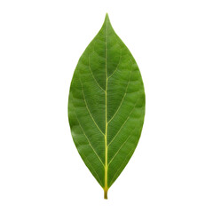 Obraz premium A single green leaf on transparent background