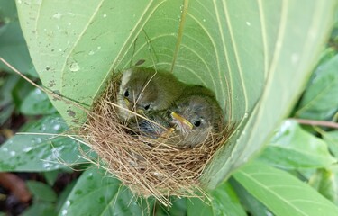 Obraz premium Tailorbird Nest with three tiny chicks nestled together. The Tailorbirds (Common Tailorbird, Orthotomus sutorius) expertise in weaving such intricately designed nests for its chicks is commendable