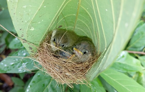 Tailorbird Nest with three tiny chicks nestled together. The Tailorbirds (Common Tailorbird, Orthotomus sutorius) expertise in weaving such intricately designed nests for its chicks is commendable