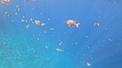 varieta' di pesci della barriera corallina di Sharm el sheikh, Egitto, Mar Rosso © AntoMes