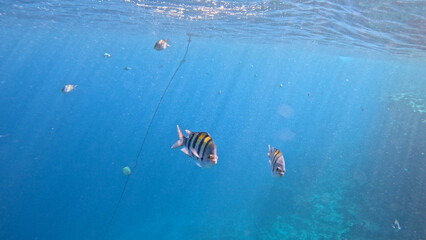 varieta' di pesci della barriera corallina di Sharm el sheikh, Egitto, Mar Rosso © AntoMes