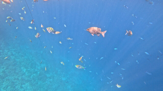 varieta' di pesci della barriera corallina di Sharm el sheikh, Egitto, Mar Rosso