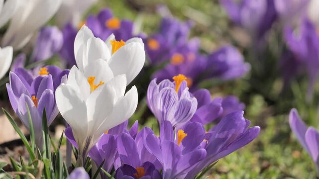 White and purple blooming crocuses in a spring park